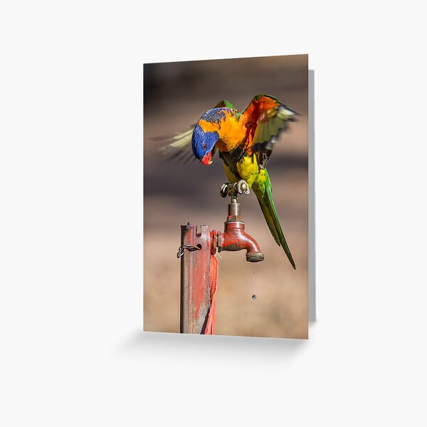 Orange Collared Lorikeet, Katherine Gorge NT Greeting Card