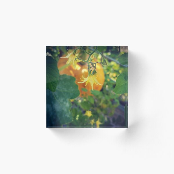 Pumpkin and Blossoms Acrylic Block