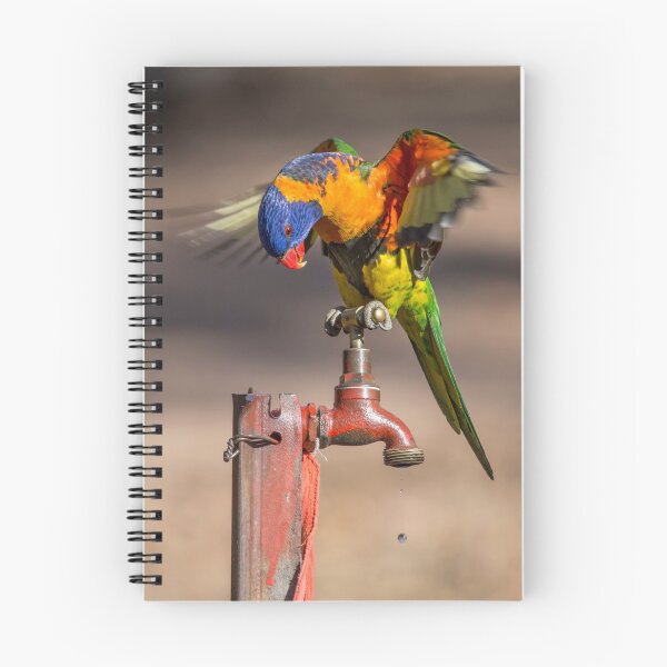 Item preview, Orange Collared Lorikeet, Katherine Gorge NT designed and sold by Andrew Goodall.