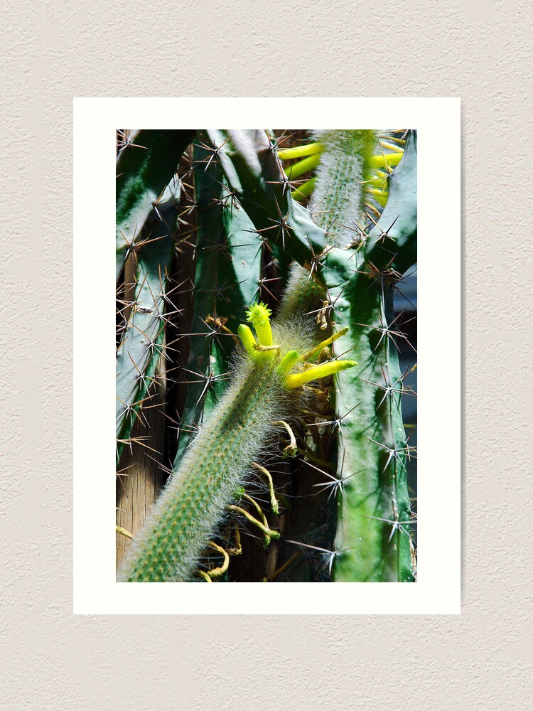Alternate view of Cactus Buds Art Print