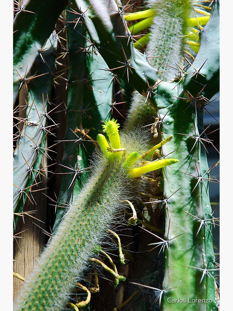 Cactus Buds by carloslorenzo