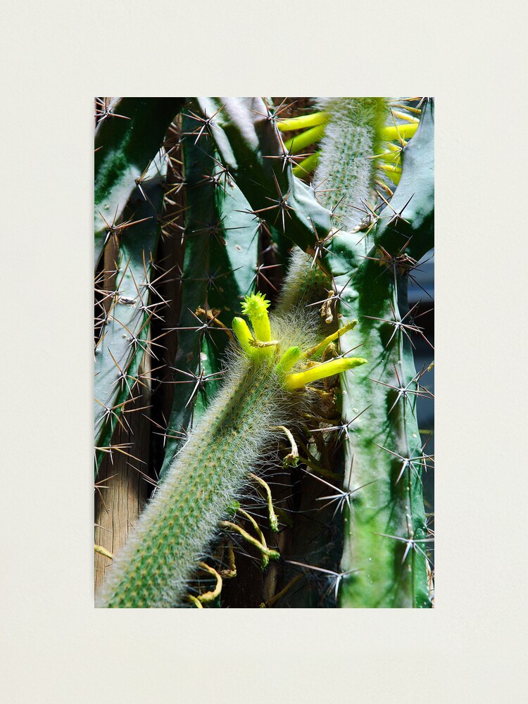 Alternate view of Cactus Buds Photographic Print