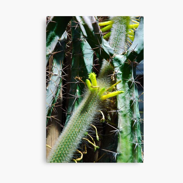 Cactus Buds Canvas Print