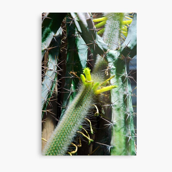 Cactus Buds Metal Print