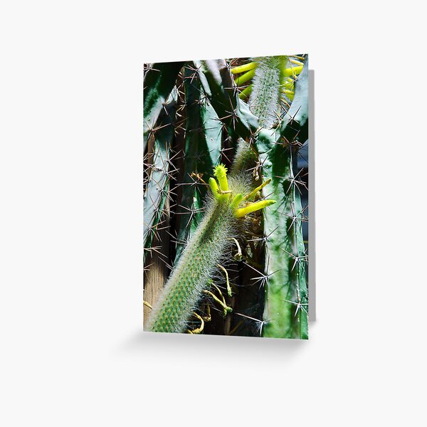 Cactus Buds Greeting Card