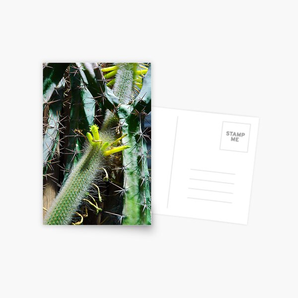 Cactus Buds Postcard