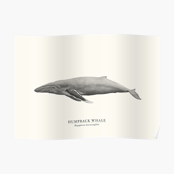 Humpback Whale Poster