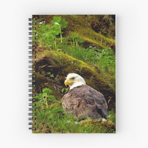 Item preview, Nesting Bald Eagle #2 designed and sold by lanebrain photography.