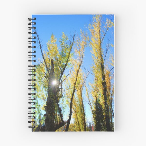 Item preview, sunlight thru cottonwoods designed and sold by Lenny La Rue, IPA.
