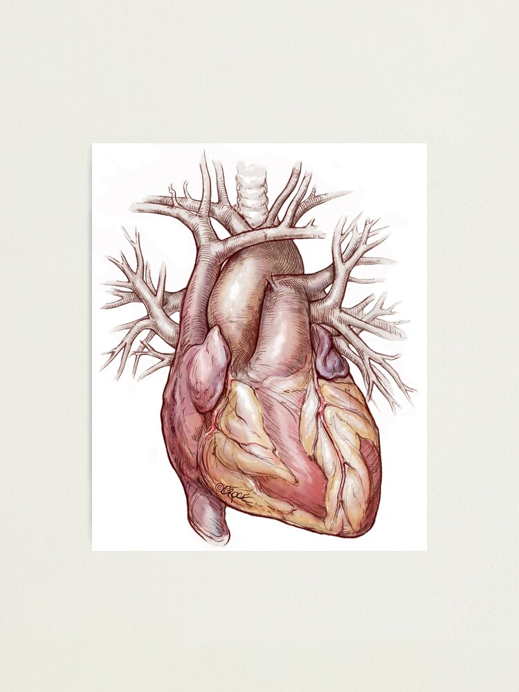 Anatomical Heart In Color Photographic Print