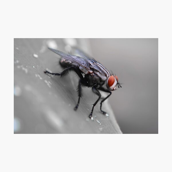 Item preview, another fly designed and sold by michelle meenawong.