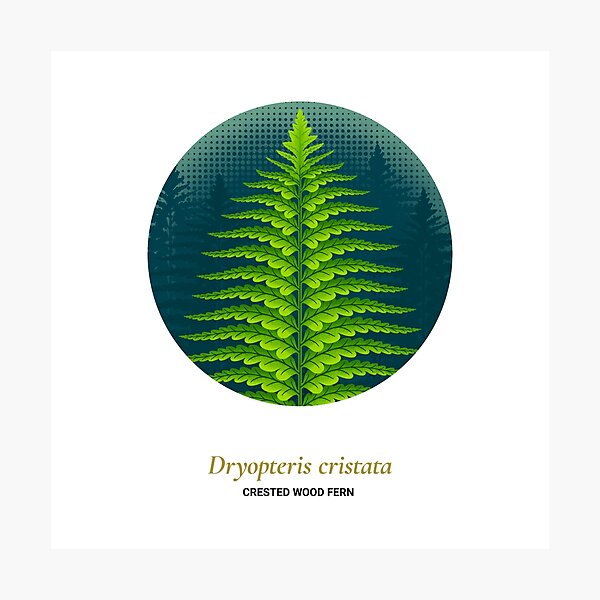 The Circles of Life: Crested Wood Fern Photographic Print