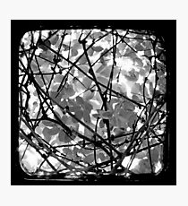 The Chocolate Vine Through The Viewfinder (TTV) Photographic Print