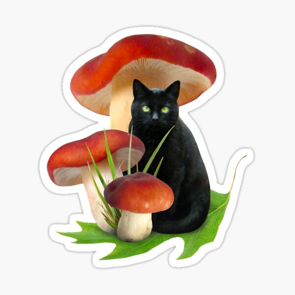 mushroom cat