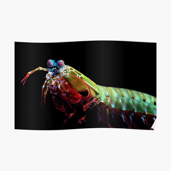 Mantis Shrimp Poster