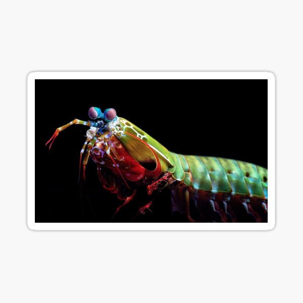 Mantis Shrimp Sticker