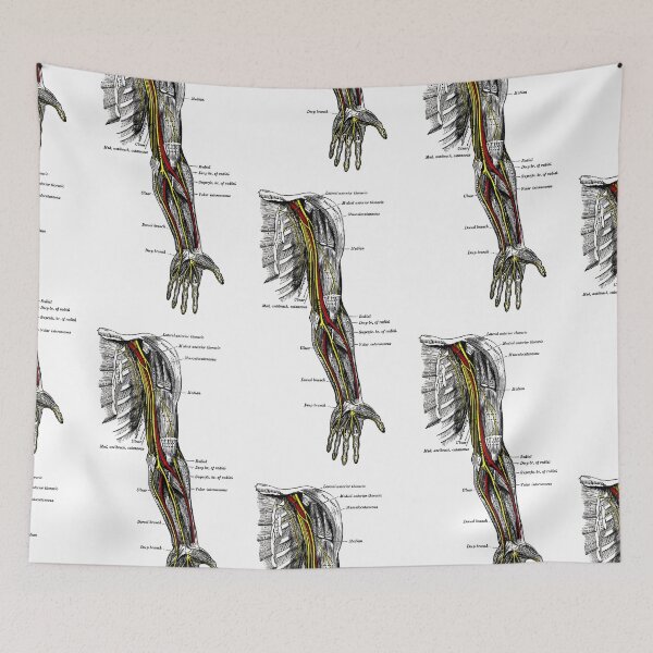 Item preview, Nerves of the upper extremity. designed and sold by timothybeighton.