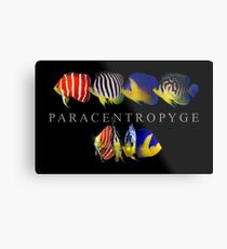 Paracentropyge Metallbild