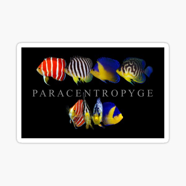 Paracentropyge Sticker