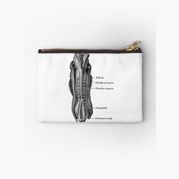 Item preview, Dorsum of the Human embryo. designed and sold by timothybeighton.