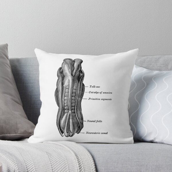 Item preview, Dorsum of the Human embryo. designed and sold by timothybeighton.