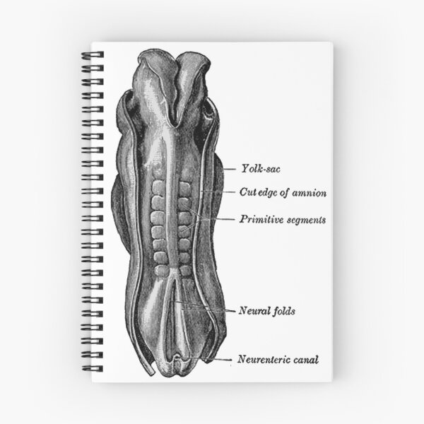Item preview, Dorsum of the Human embryo. designed and sold by timothybeighton.