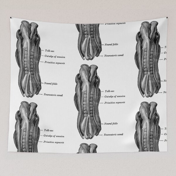 Item preview, Dorsum of the Human embryo. designed and sold by timothybeighton.