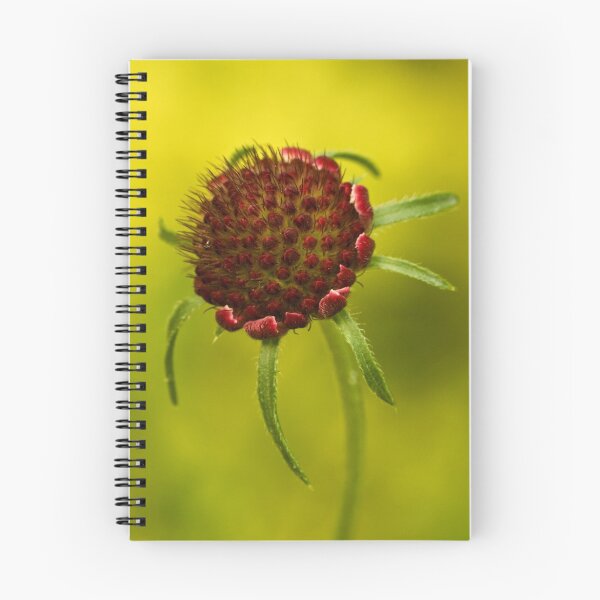 Item preview, Pincushion Flower Bud 2 designed and sold by Mike Freedman.