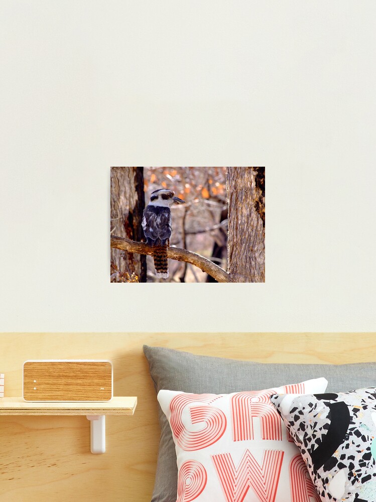 Thumbnail 2 of 3, Photographic Print, Kookaburra Dawn designed and sold by theoddshot.