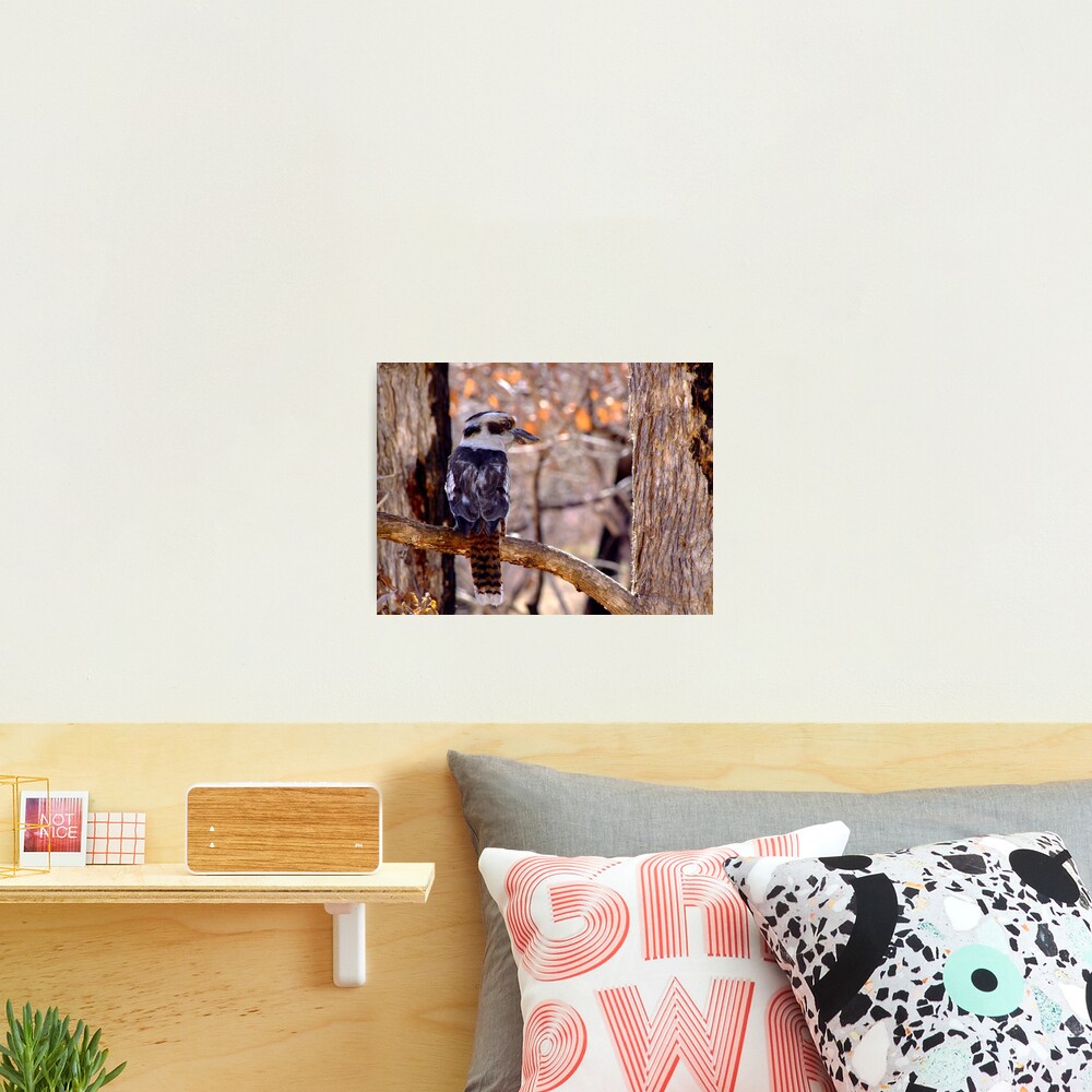 Kookaburra Dawn Photographic Print