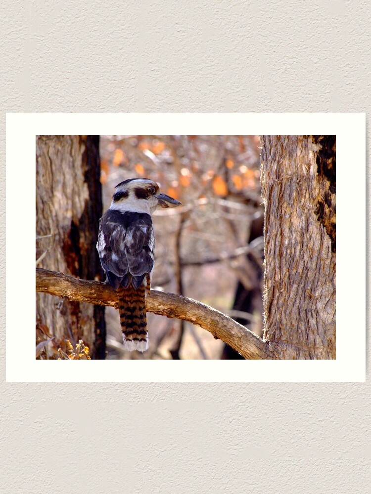 Thumbnail 2 of 3, Art Print, Kookaburra Dawn designed and sold by theoddshot.