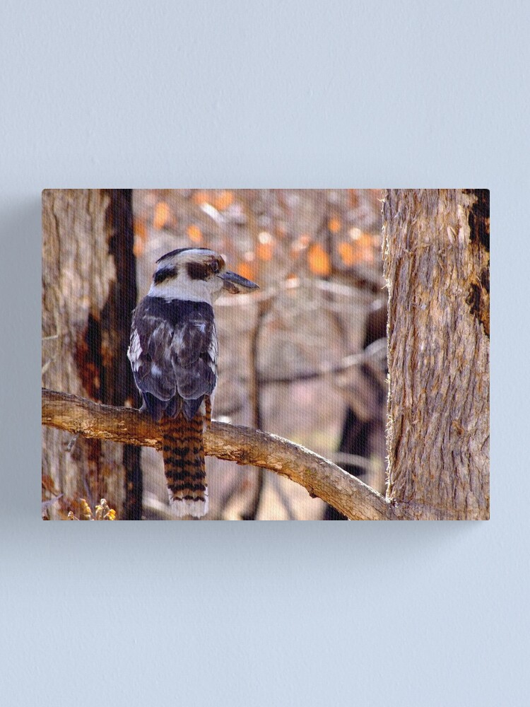 Thumbnail 2 of 3, Canvas Print, Kookaburra Dawn designed and sold by theoddshot.