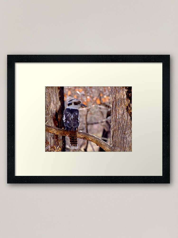Thumbnail 2 of 7, Framed Art Print, Kookaburra Dawn designed and sold by theoddshot.