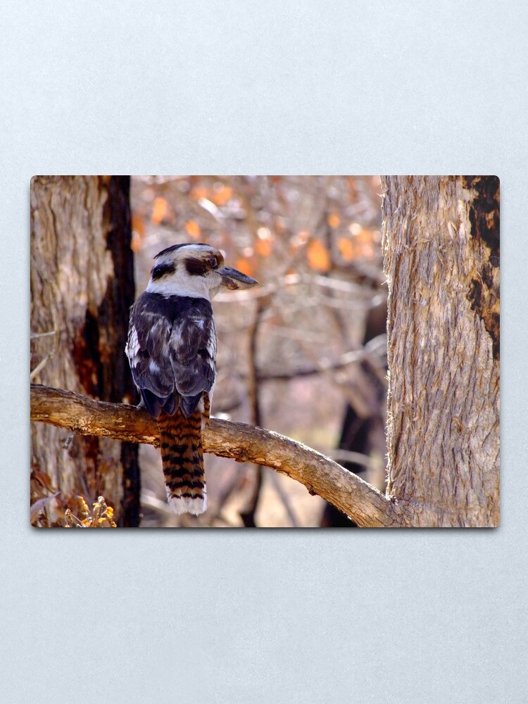 Alternate view of Kookaburra Dawn Metal Print