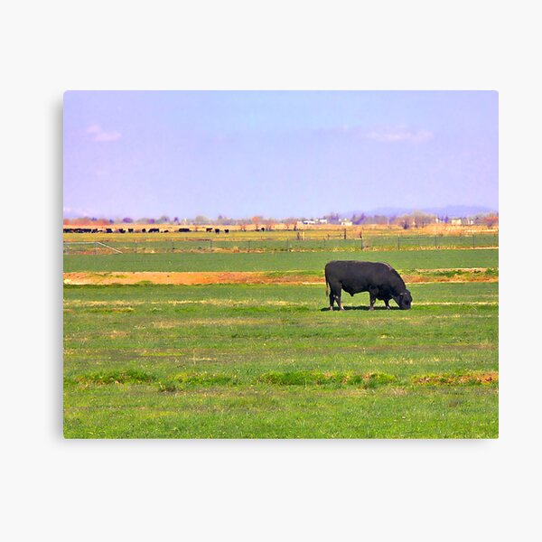 Bull's Eye in Utah Canvas Print