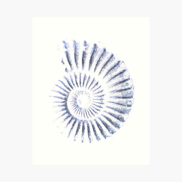 Ammonite Art Print
