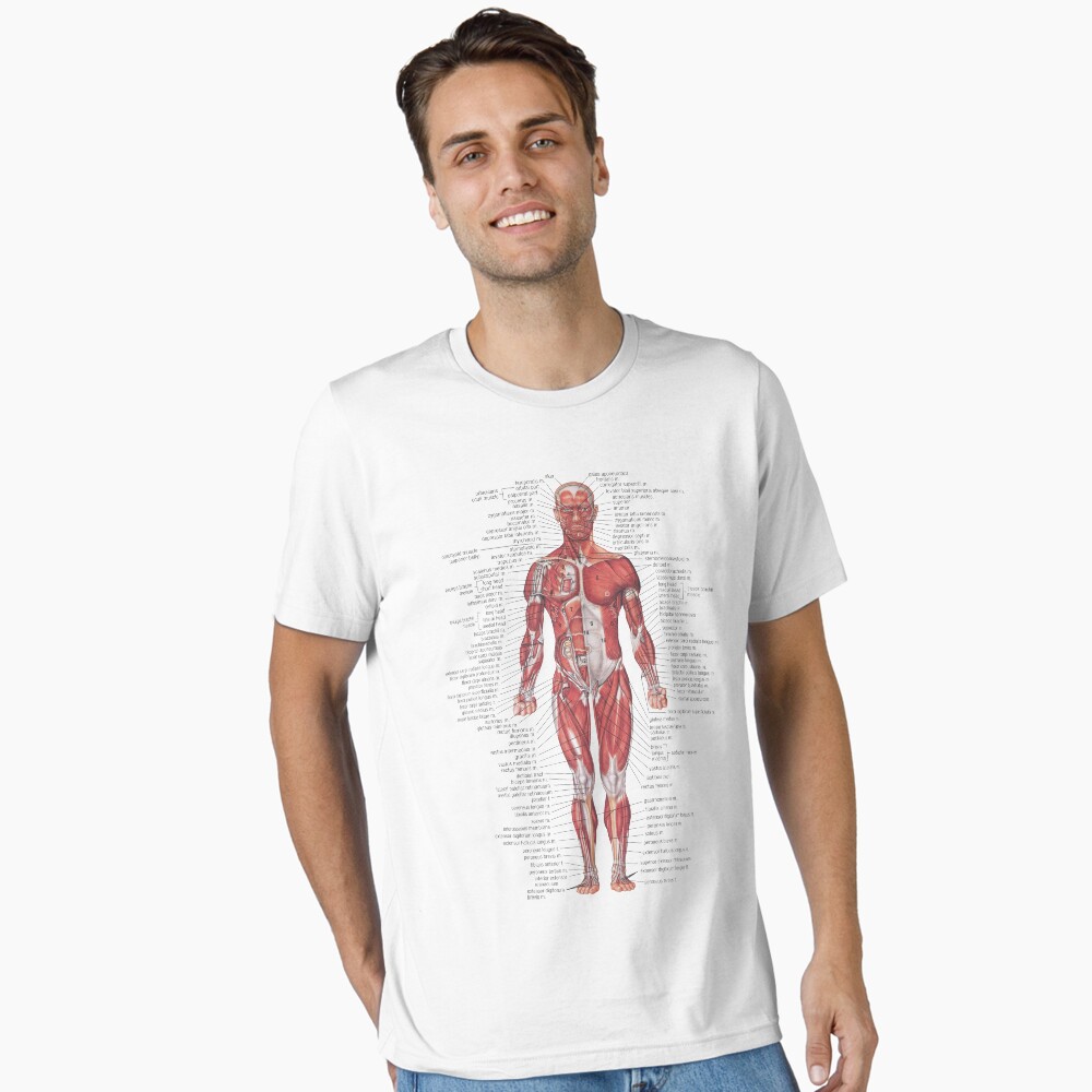 Muscular System of the Human Body Poster