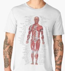 Muscular System of the Human Body Men's Premium T-Shirt