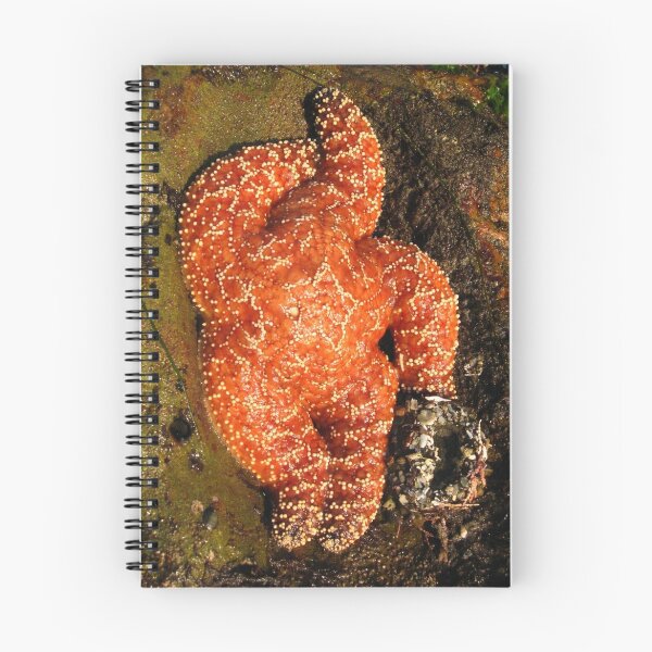 Item preview, Starfish designed and sold by Sherry Lynn Crawford.