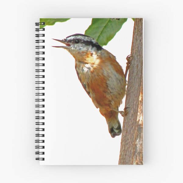 Item preview, Red - breasted Nuthatch  designed and sold by Chuck Gardner.