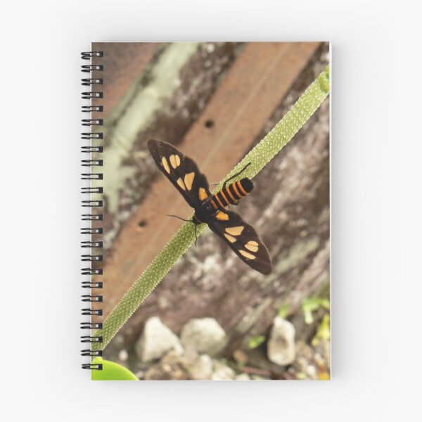 Item preview, insect designed and sold by Erin Anderson.