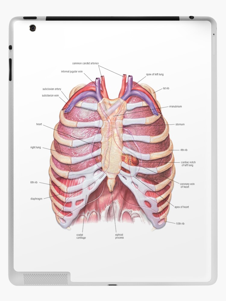 Chest Anatomy - Human Body | iPad Case & Skin