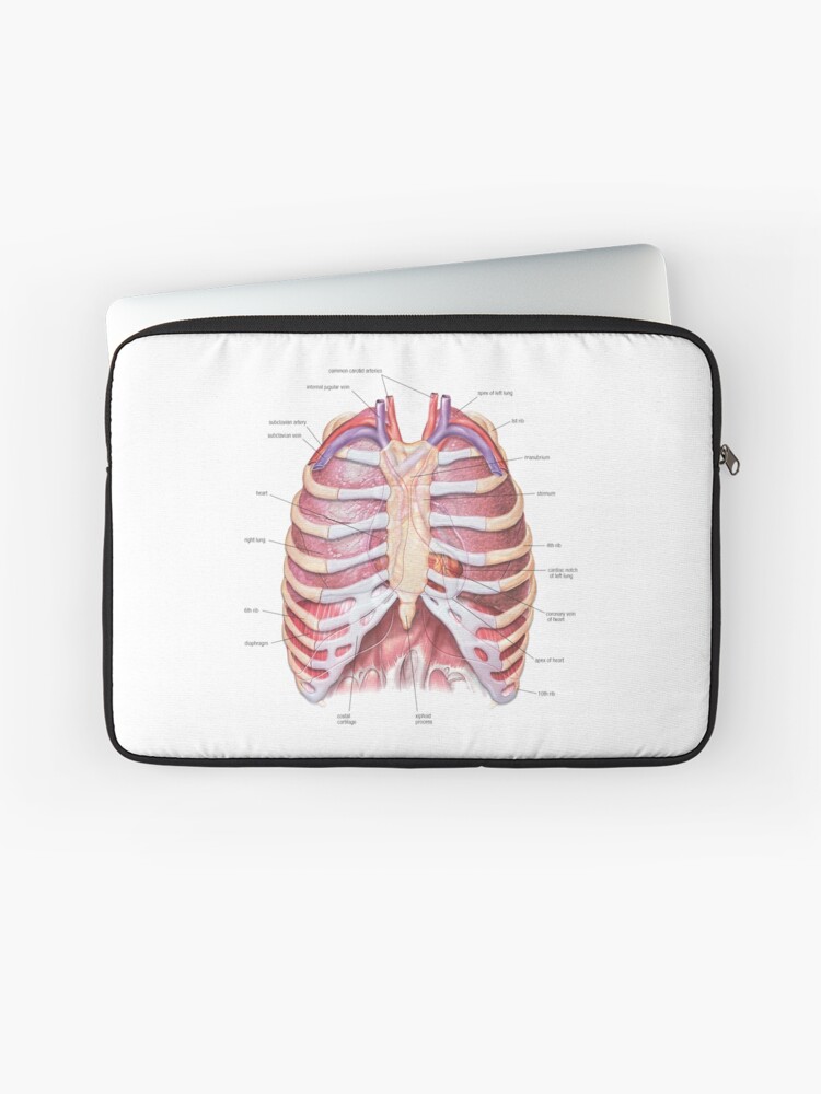 Chest Anatomy - Human Body Hardcover Journal for Sale by Hoorahville