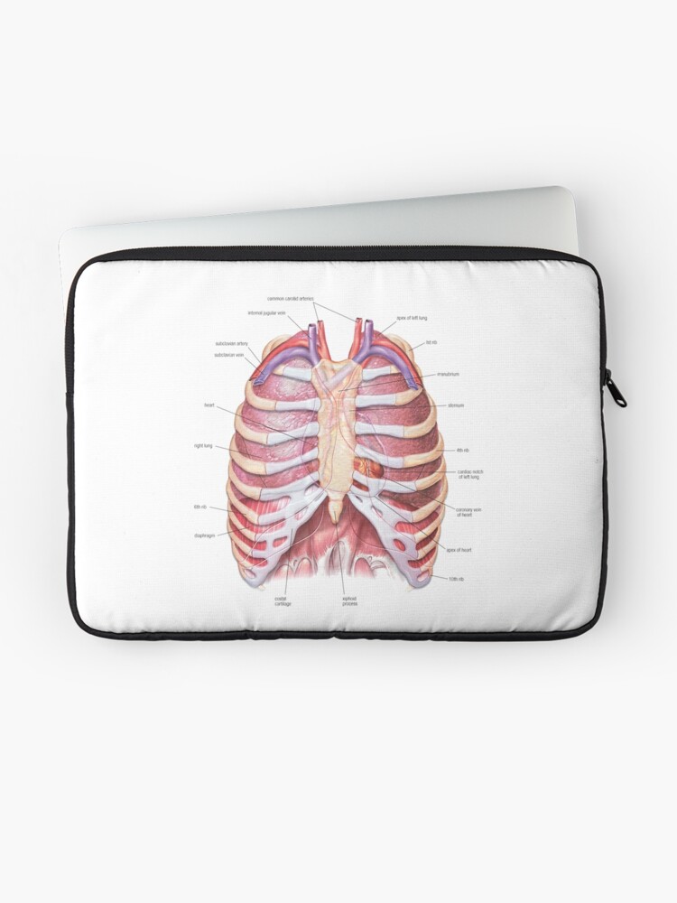 Chest Anatomy - Human Body Laptop Sleeve for Sale by Hoorahville