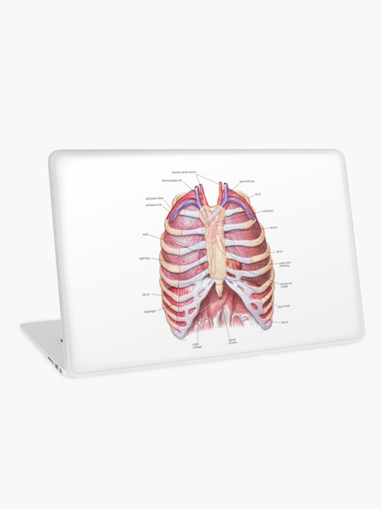 Chest Anatomy - Human Body Laptop Skin for Sale by Hoorahville