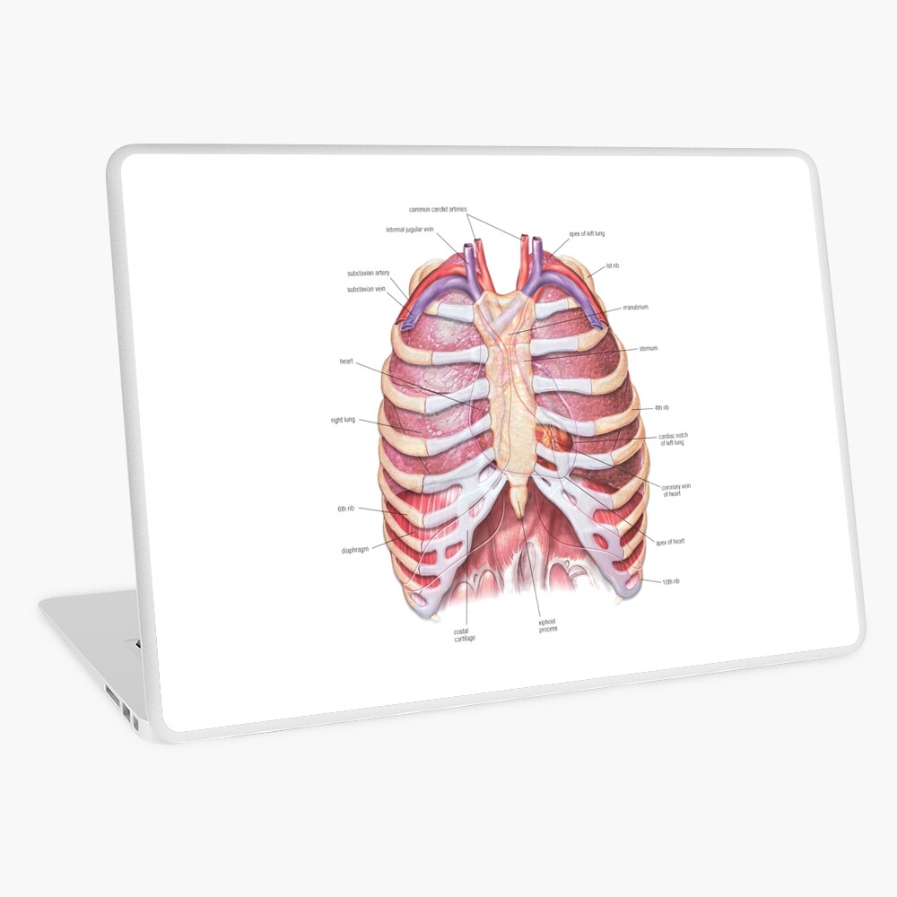 Chest Anatomy - Human Body iPad Case & Skin for Sale by Hoorahville