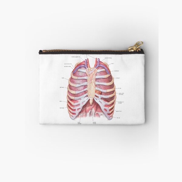 Item preview, Chest Anatomy - Human Body designed and sold by Hoorahville.