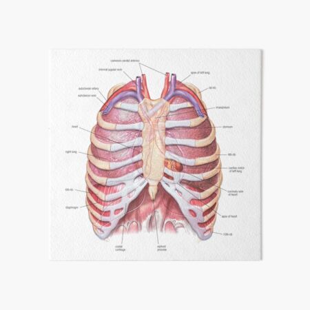 "Chest Anatomy - Human Body" Art Board Print by Hoorahville | Redbubble
