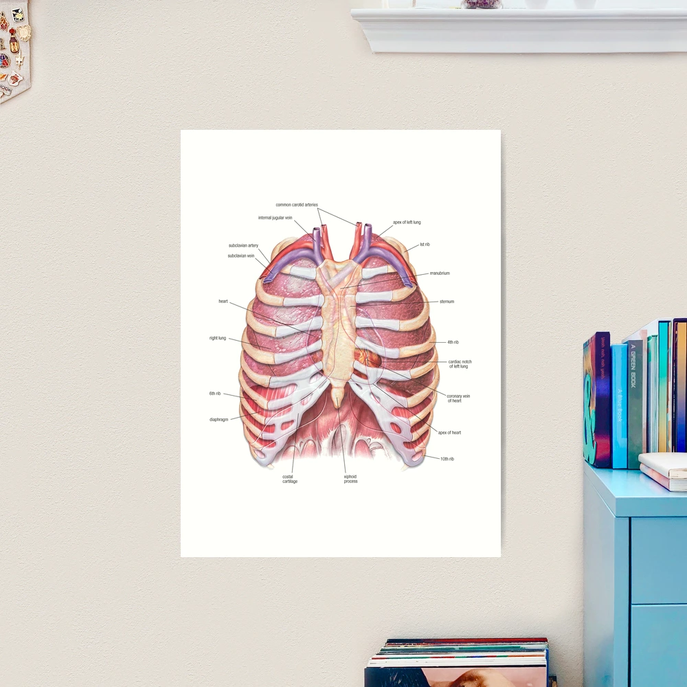 Chest Anatomy - Human Body Art Print for Sale by Hoorahville