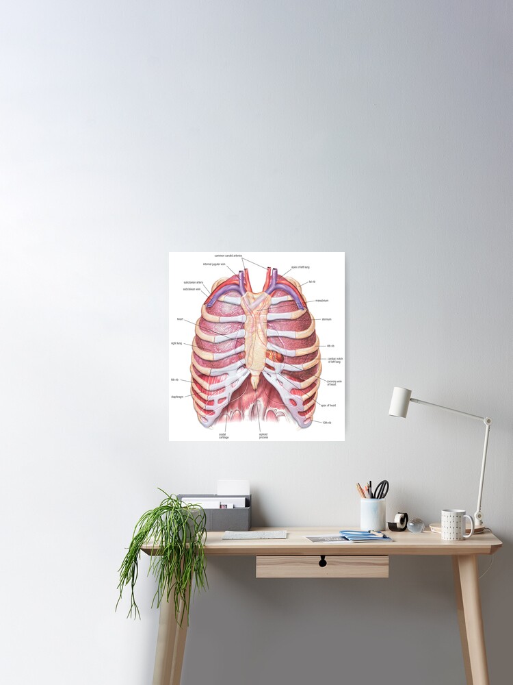 Chest Anatomy - Human Body Poster for Sale by Hoorahville